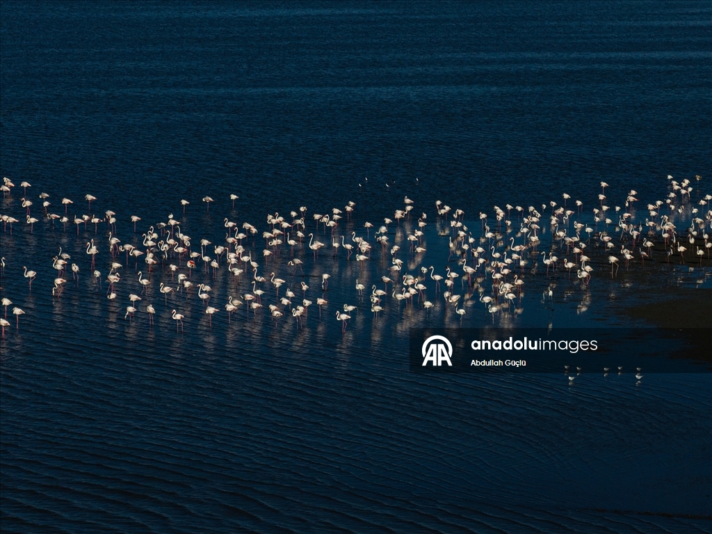 Gelingüllü Barajı’nın zarif misafirleri: Flamingolar