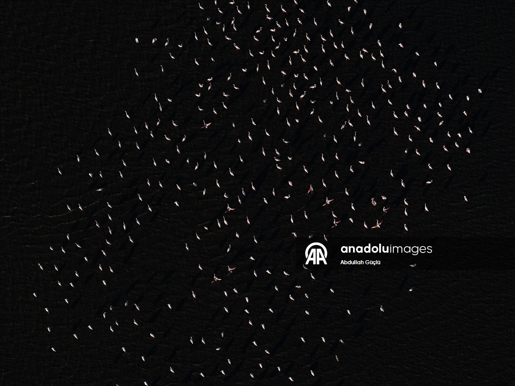 Gelingüllü Barajı’nın zarif misafirleri: Flamingolar