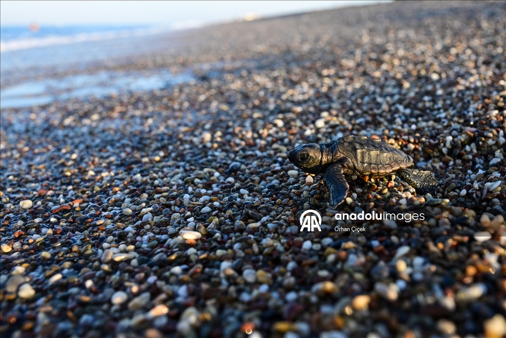 Antalya'da caretta caretta yavrularının denizle buluşmaları görüntülendi