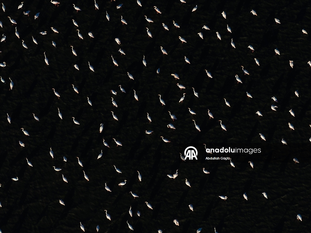 Gelingüllü Barajı’nın zarif misafirleri: Flamingolar