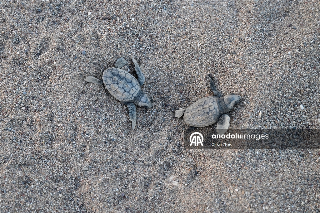 Antalya'da caretta caretta yavrularının denizle buluşmaları görüntülendi