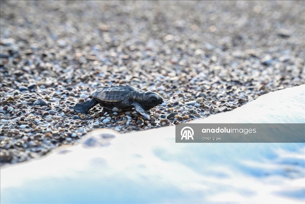 Antalya'da caretta caretta yavrularının denizle buluşmaları görüntülendi