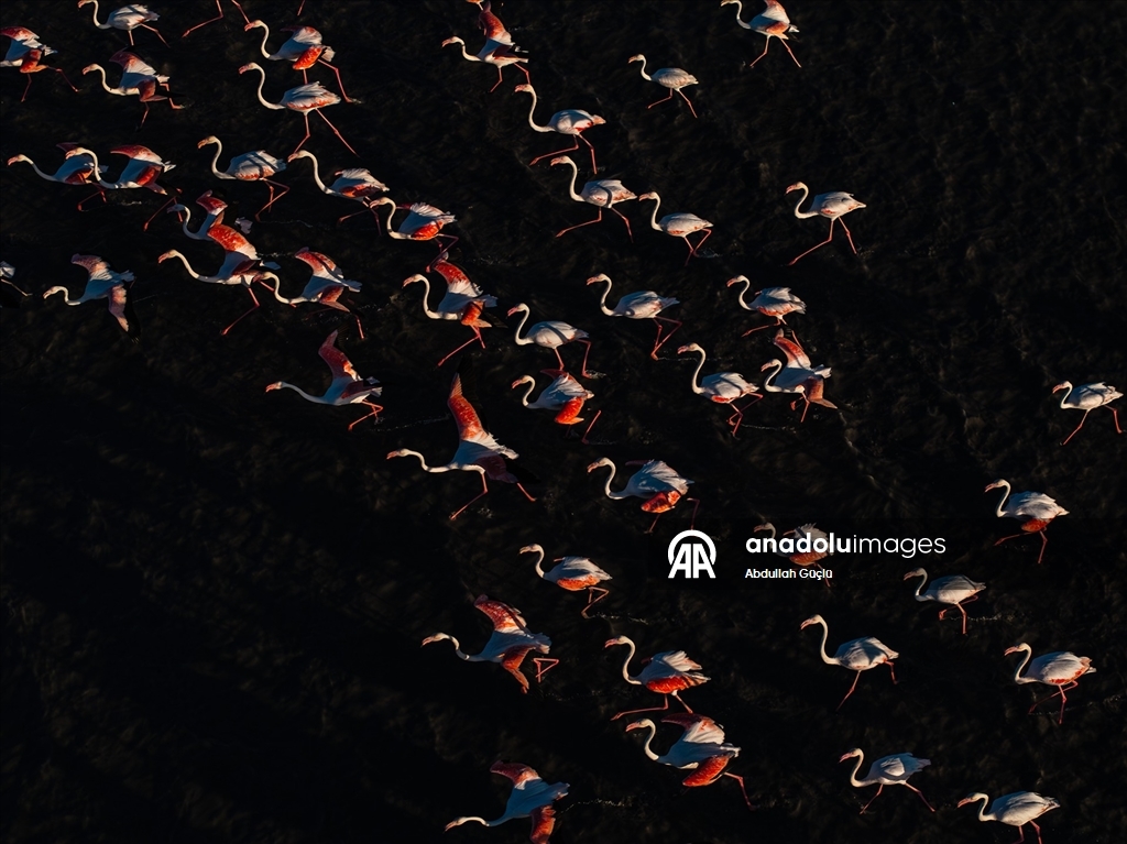 Gelingüllü Barajı’nın zarif misafirleri: Flamingolar