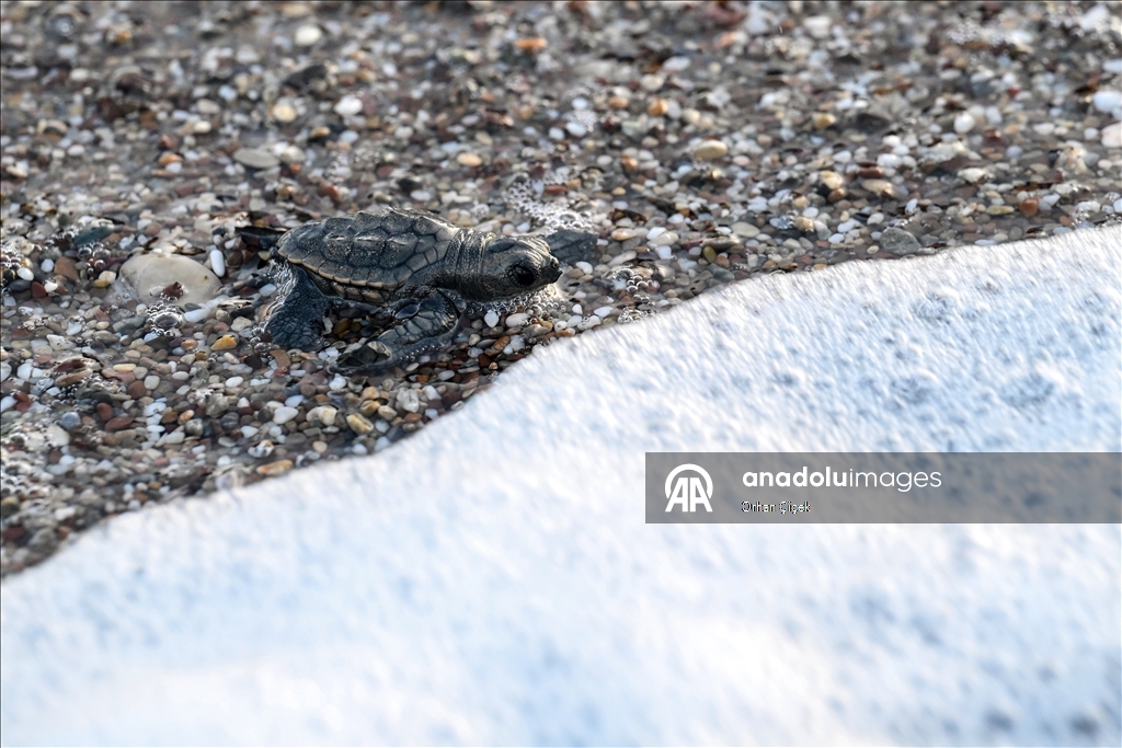 Antalya'da caretta caretta yavrularının denizle buluşmaları görüntülendi