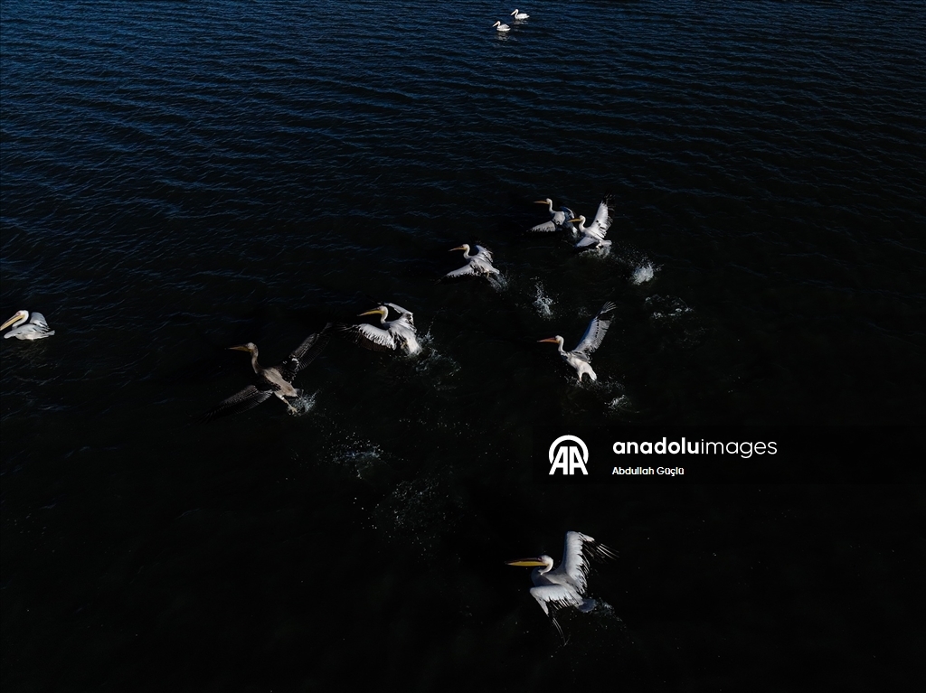 Gelingüllü Barajı’nın zarif misafirleri: Flamingolar