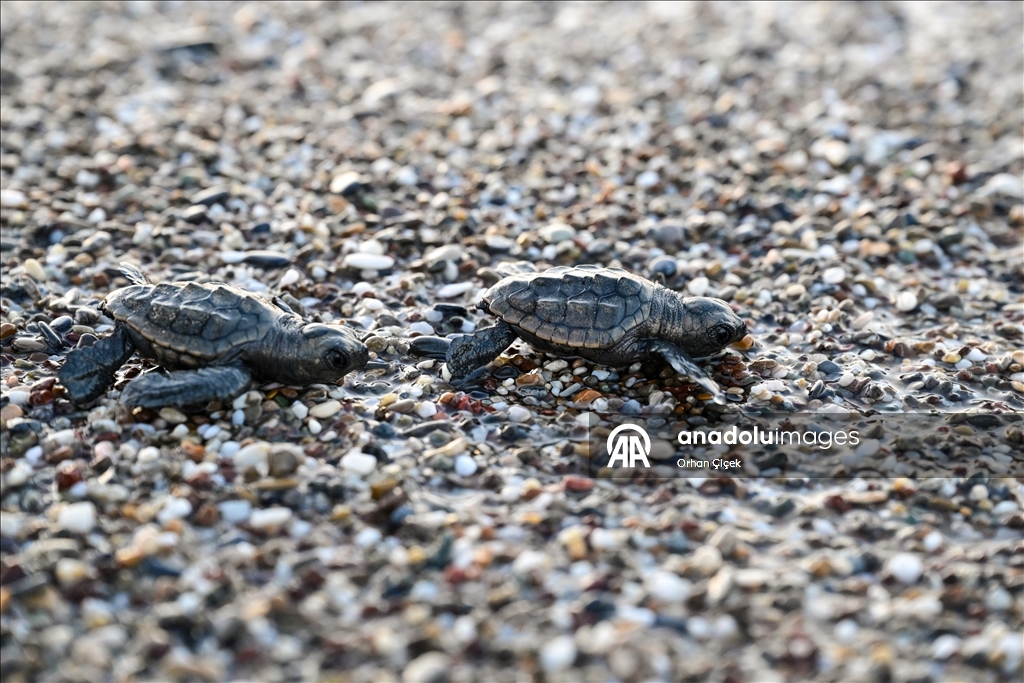 Antalya'da caretta caretta yavrularının denizle buluşmaları görüntülendi