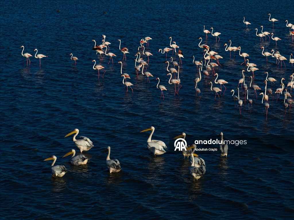 Gelingüllü Barajı’nın zarif misafirleri: Flamingolar