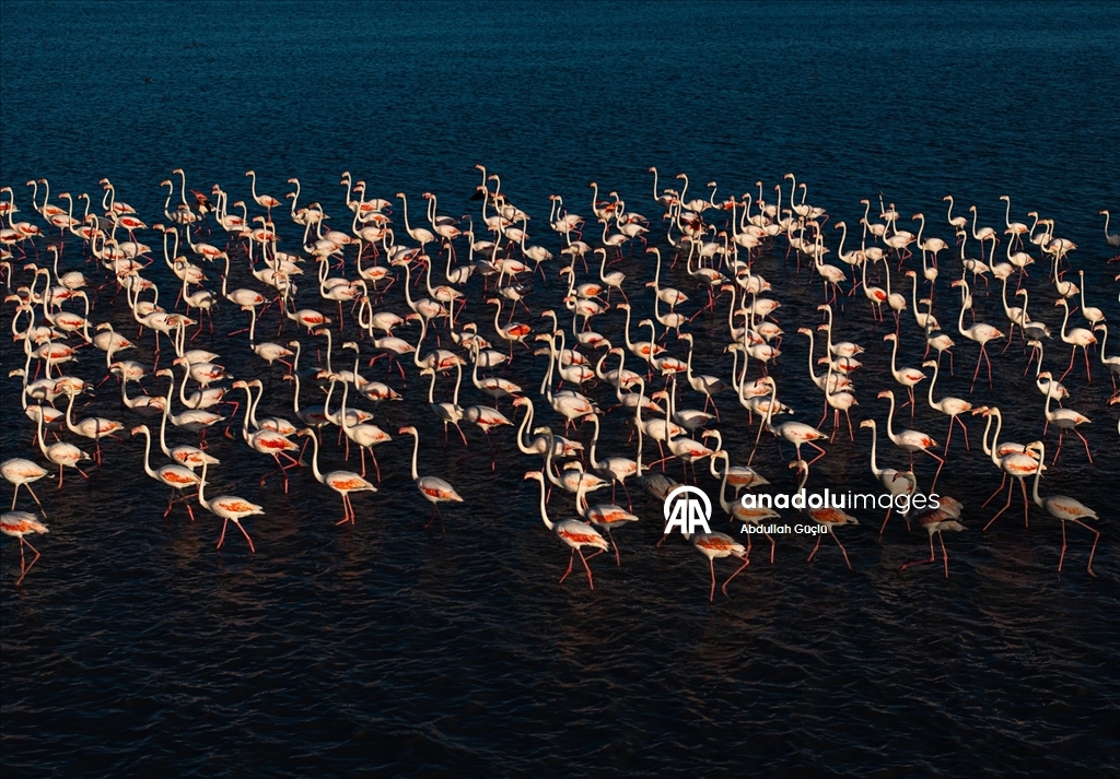 Gelingüllü Barajı’nın zarif misafirleri: Flamingolar