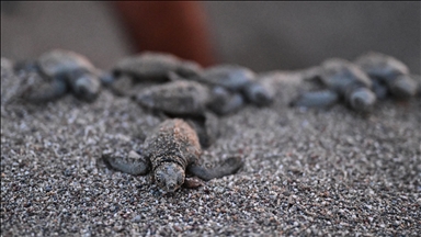 Antalya'da caretta caretta yavrularının denizle buluşmaları görüntülendi