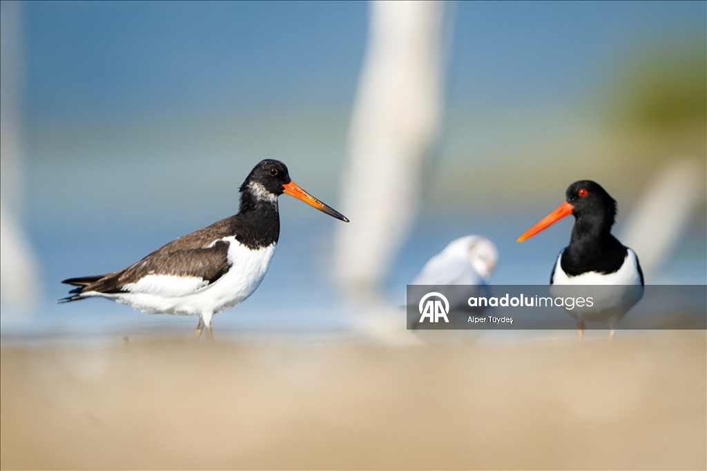 Kıyıların kırmızı gözlü göçmeni poyraz kuşu