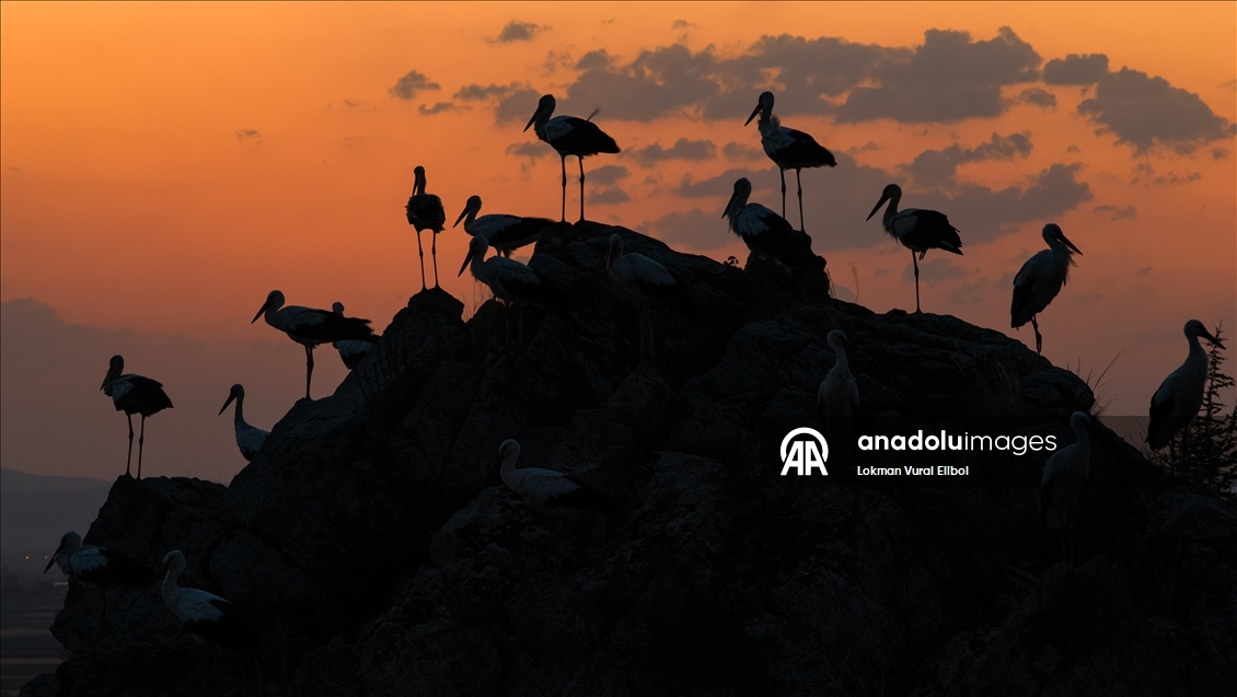 Leylekler sonbahar göçü öncesi Afyonkarahisar’da mola verdi