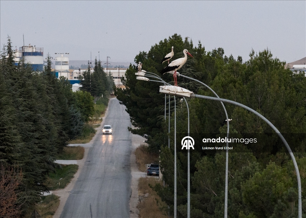 Leylekler sonbahar göçü öncesi Afyonkarahisar’da mola verdi