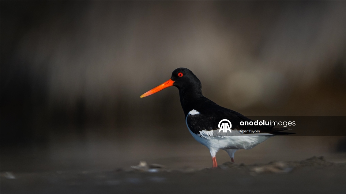 Kıyıların kırmızı gözlü göçmeni poyraz kuşu