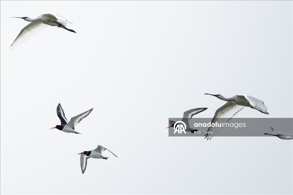 Kıyıların kırmızı gözlü göçmeni poyraz kuşu