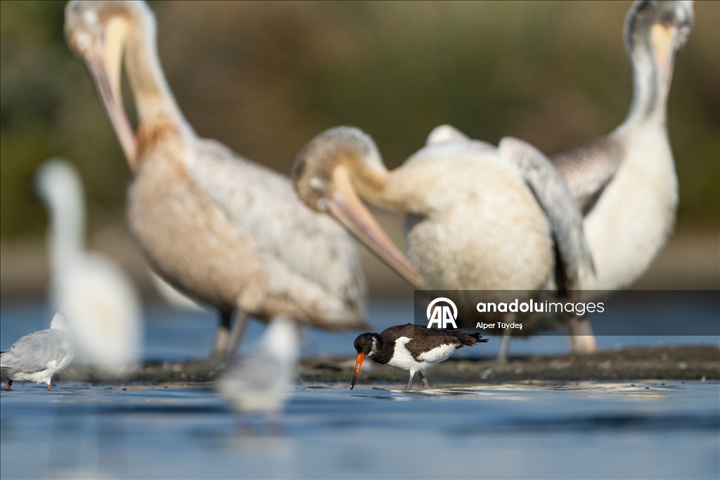 Kıyıların kırmızı gözlü göçmeni poyraz kuşu