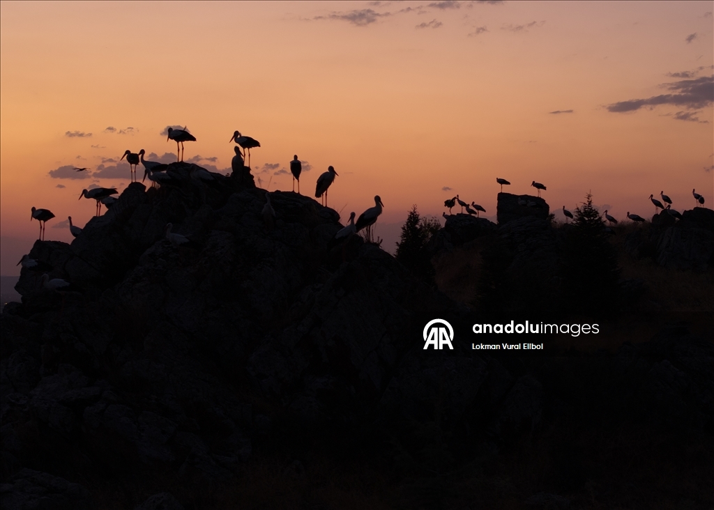 Leylekler sonbahar göçü öncesi Afyonkarahisar’da mola verdi