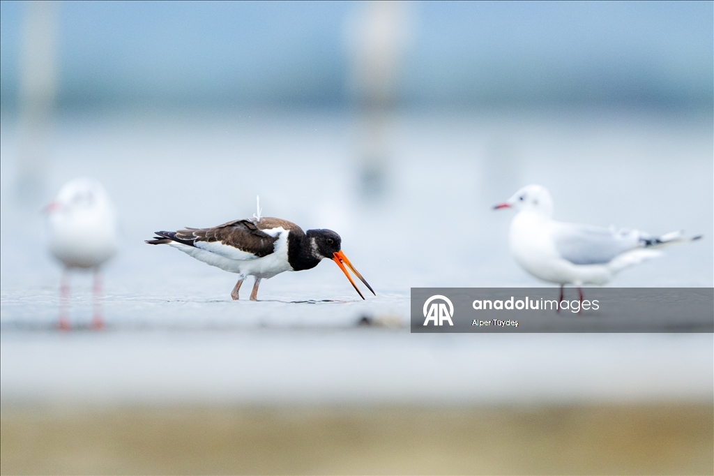 Kıyıların kırmızı gözlü göçmeni poyraz kuşu
