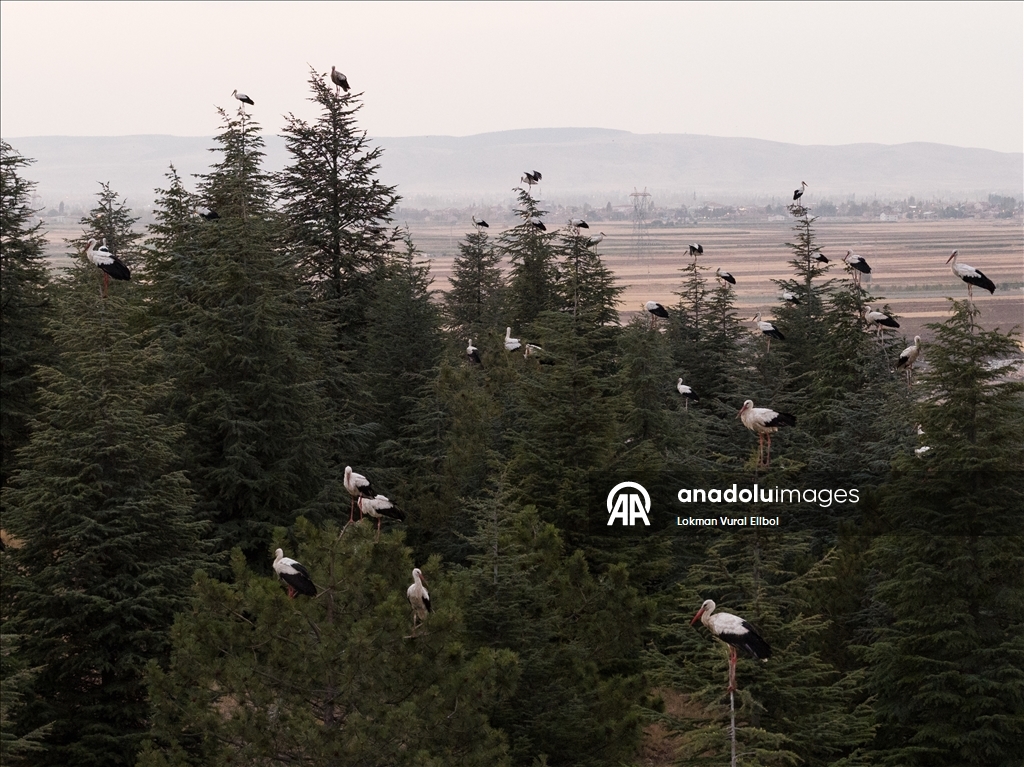 Leylekler sonbahar göçü öncesi Afyonkarahisar’da mola verdi