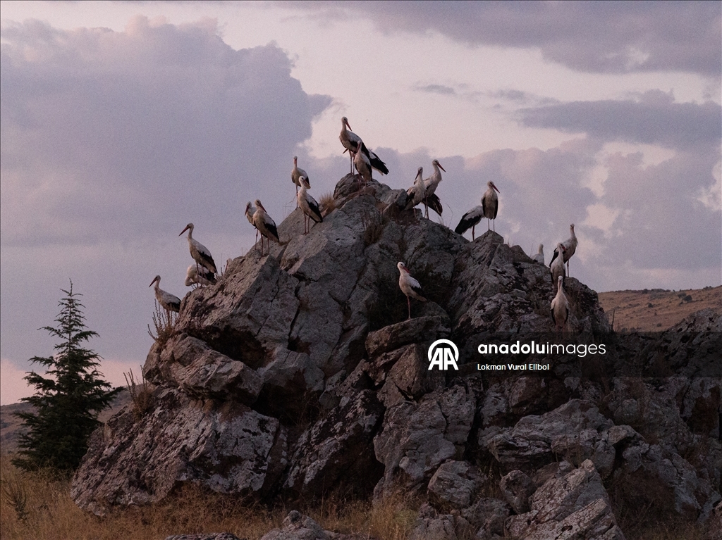 Leylekler sonbahar göçü öncesi Afyonkarahisar’da mola verdi