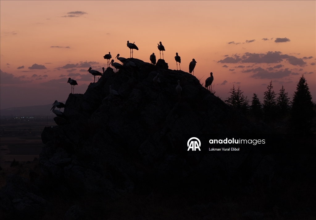 Leylekler sonbahar göçü öncesi Afyonkarahisar’da mola verdi