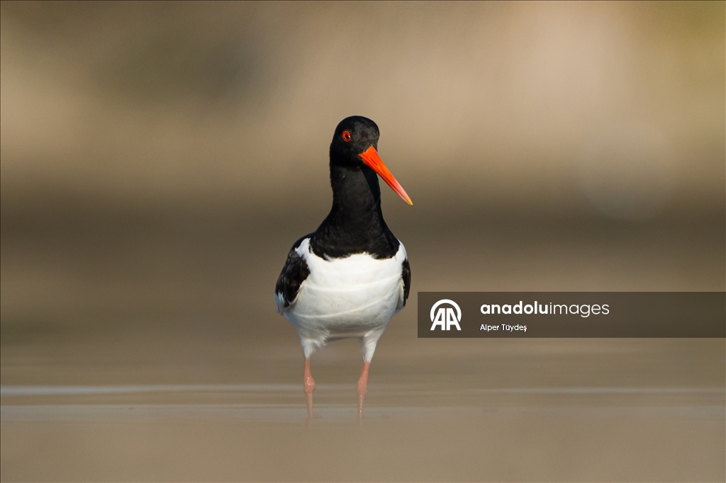 Kıyıların kırmızı gözlü göçmeni poyraz kuşu