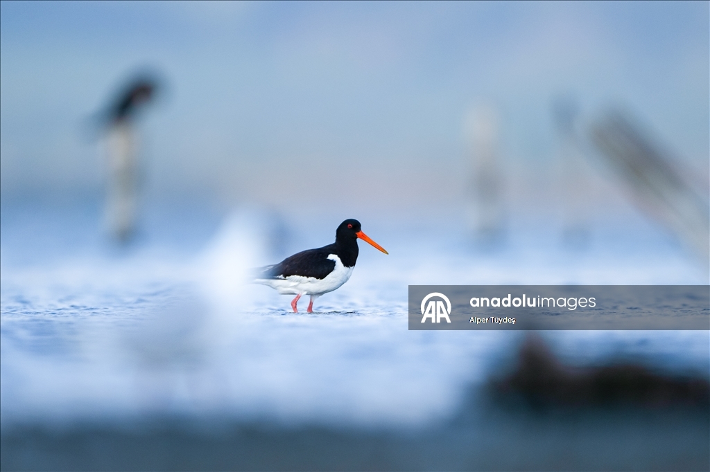 Kıyıların kırmızı gözlü göçmeni poyraz kuşu