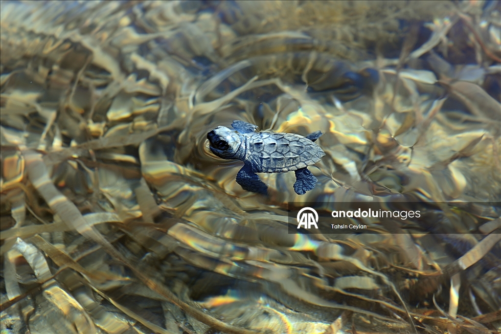 На пляжах Белека черепашата добрались до моря