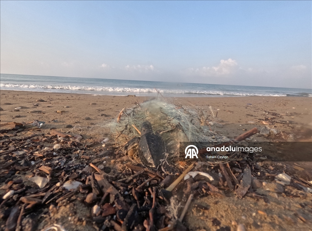 На пляжах Белека черепашата добрались до моря