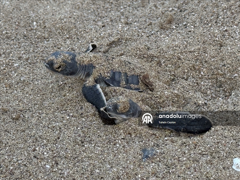 На пляжах Белека черепашата добрались до моря