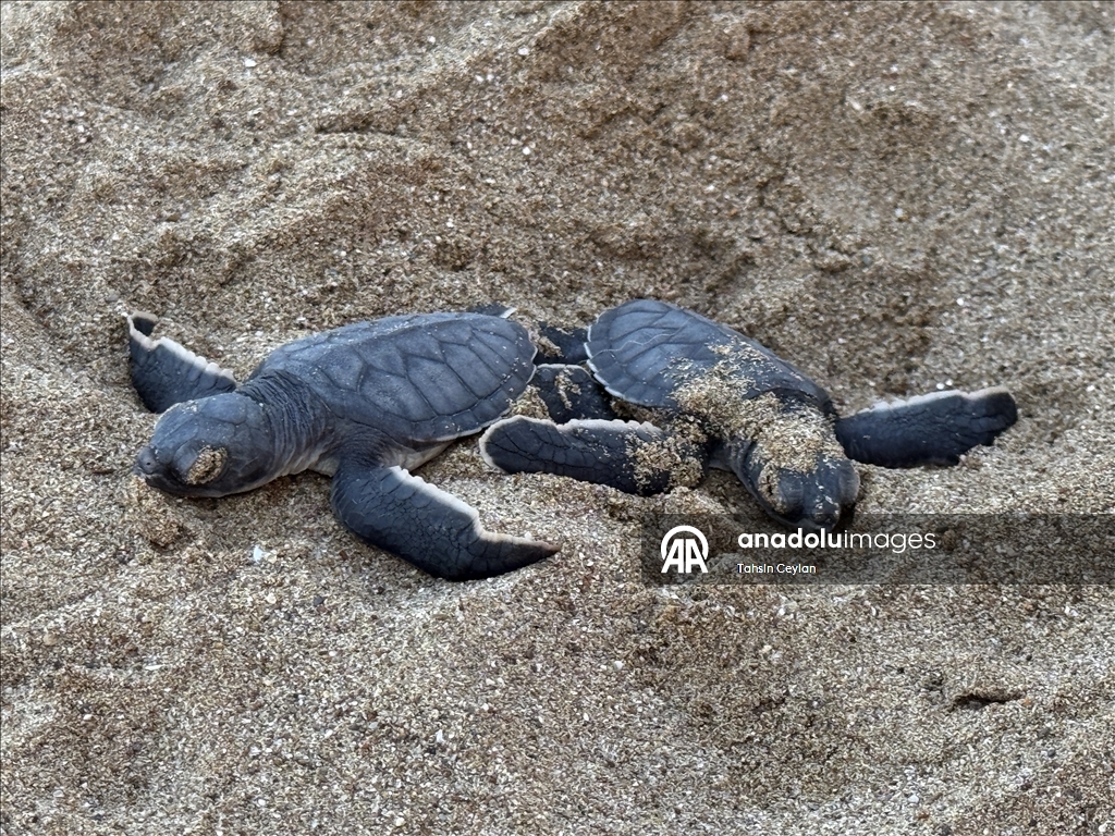 На пляжах Белека черепашата добрались до моря