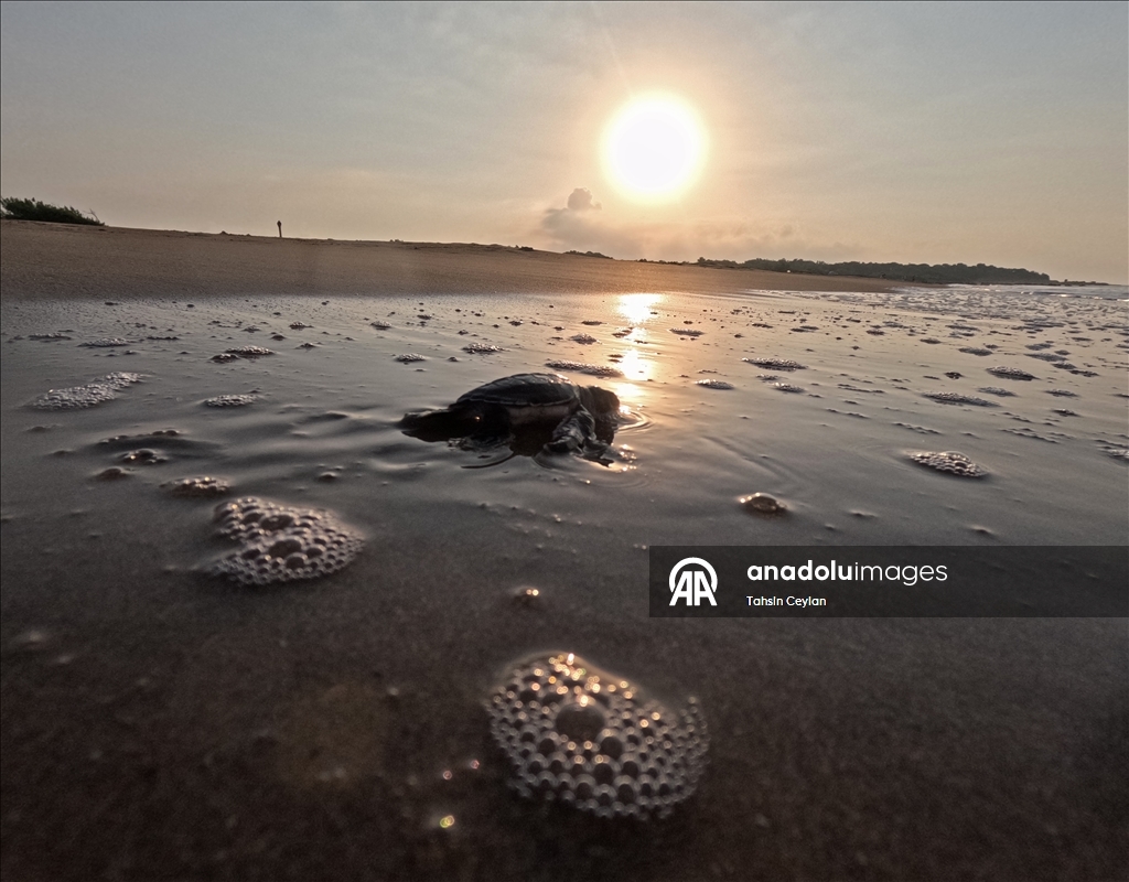 На пляжах Белека черепашата добрались до моря