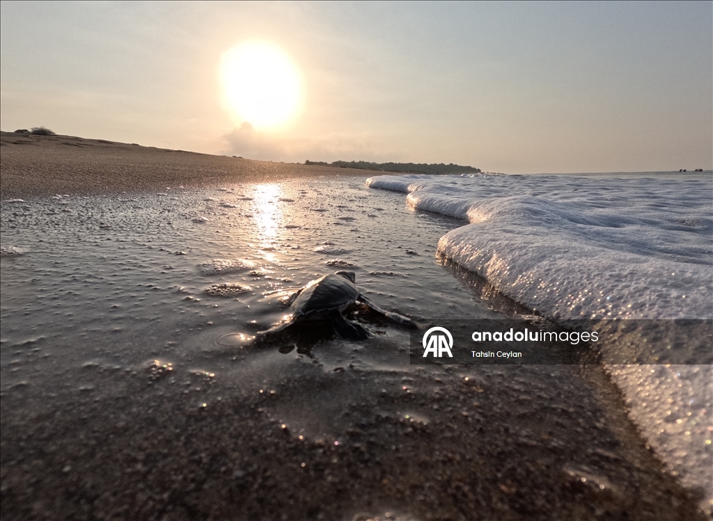 На пляжах Белека черепашата добрались до моря