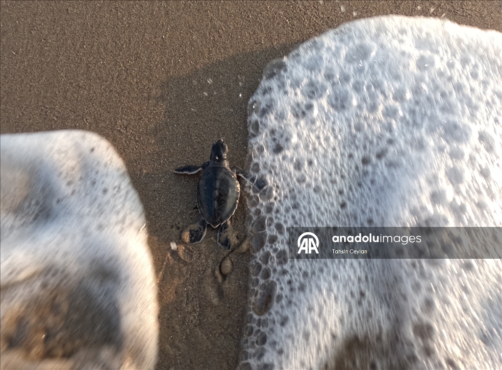 На пляжах Белека черепашата добрались до моря