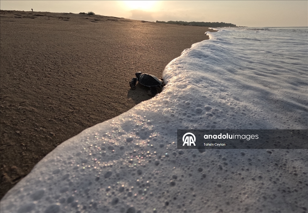 На пляжах Белека черепашата добрались до моря