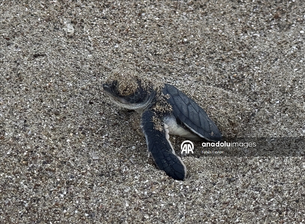 На пляжах Белека черепашата добрались до моря