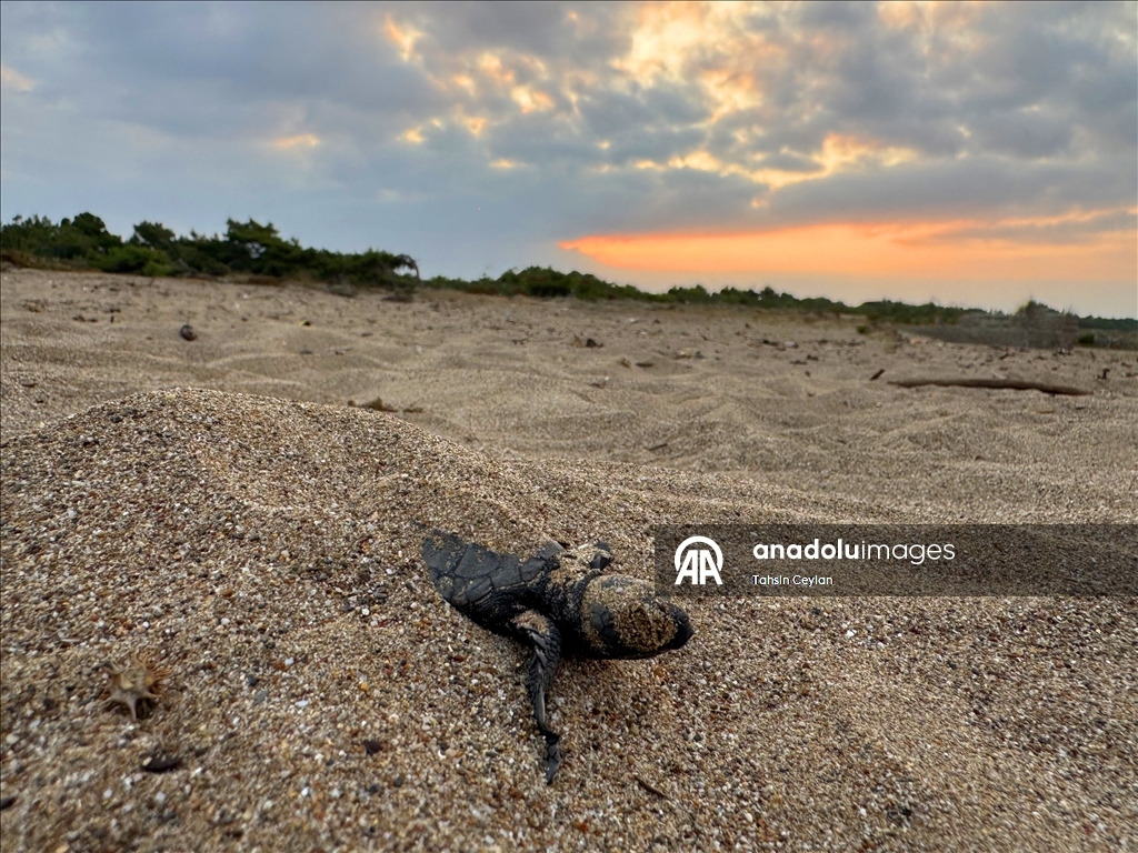 На пляжах Белека черепашата добрались до моря