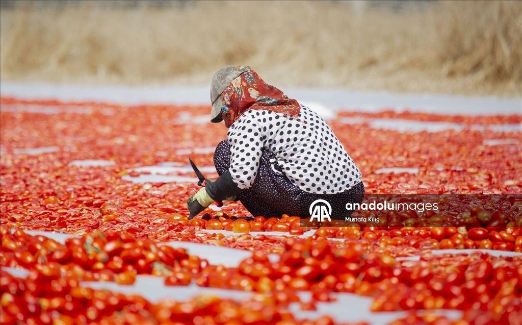 Karacadağ’da domates kurutma mesaisi