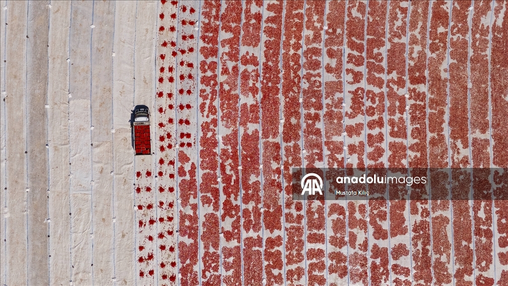 Karacadağ’da domates kurutma mesaisi