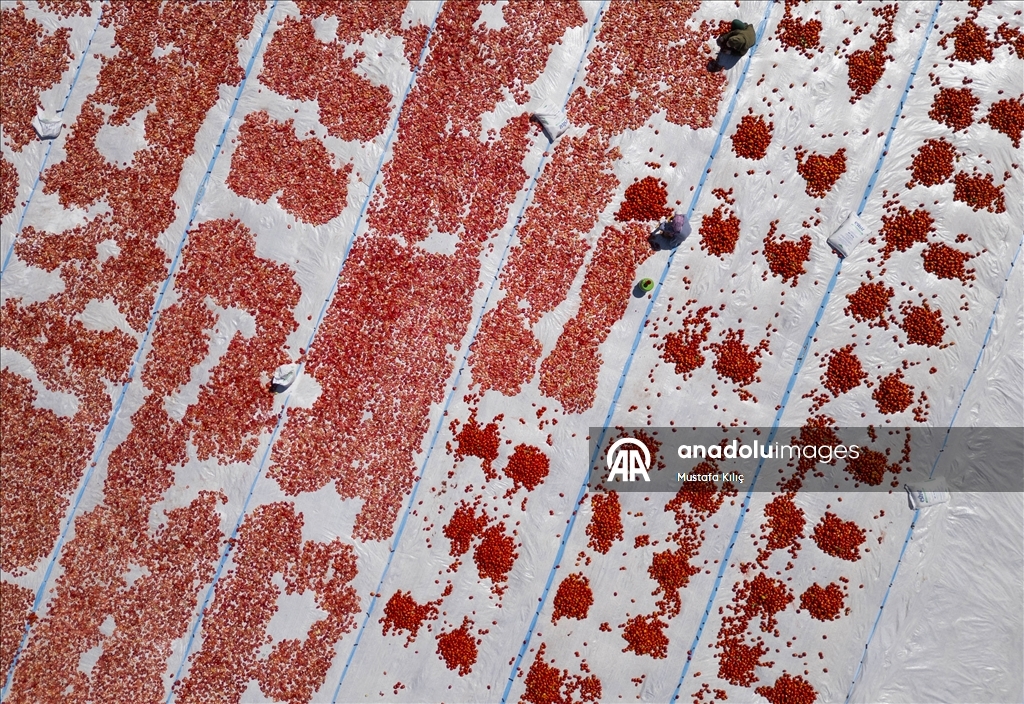 Karacadağ’da domates kurutma mesaisi