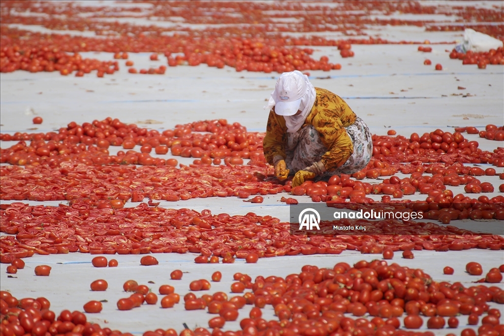 Karacadağ’da domates kurutma mesaisi