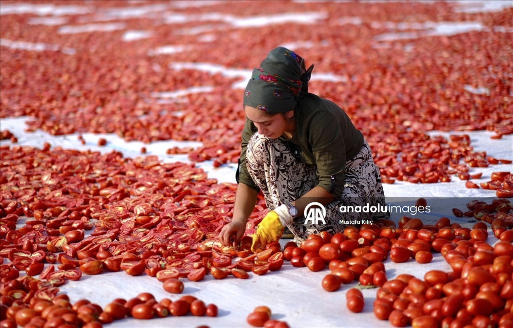 Karacadağ’da domates kurutma mesaisi