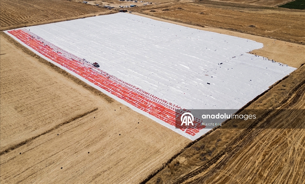 Karacadağ’da domates kurutma mesaisi