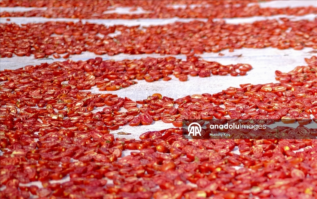 Karacadağ’da domates kurutma mesaisi