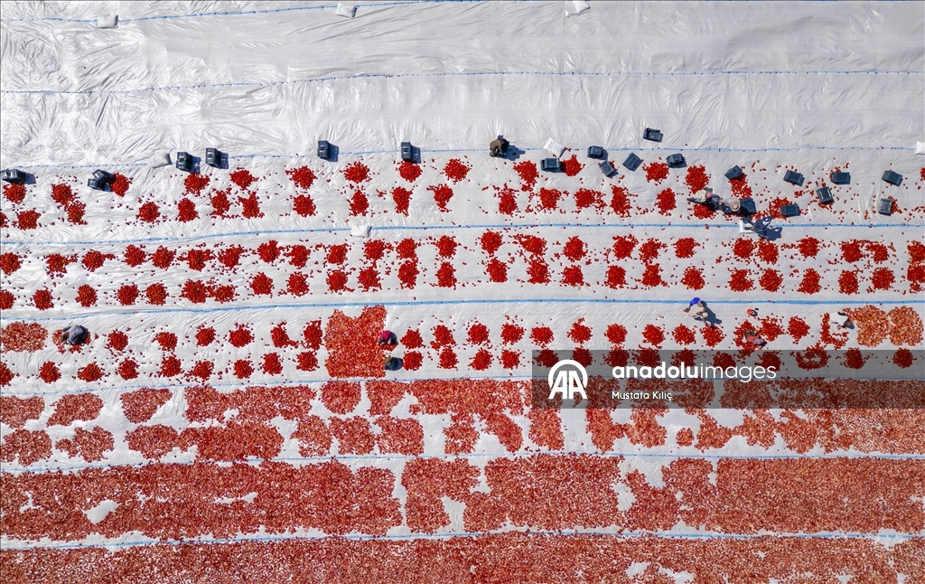 Karacadağ’da domates kurutma mesaisi