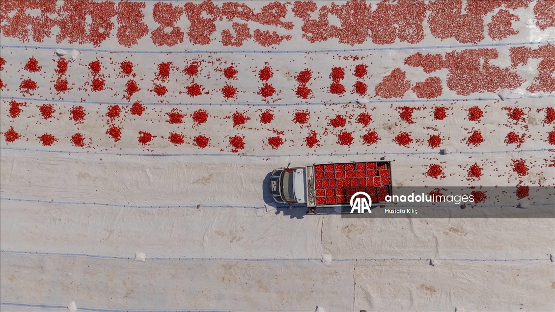 Karacadağ’da domates kurutma mesaisi