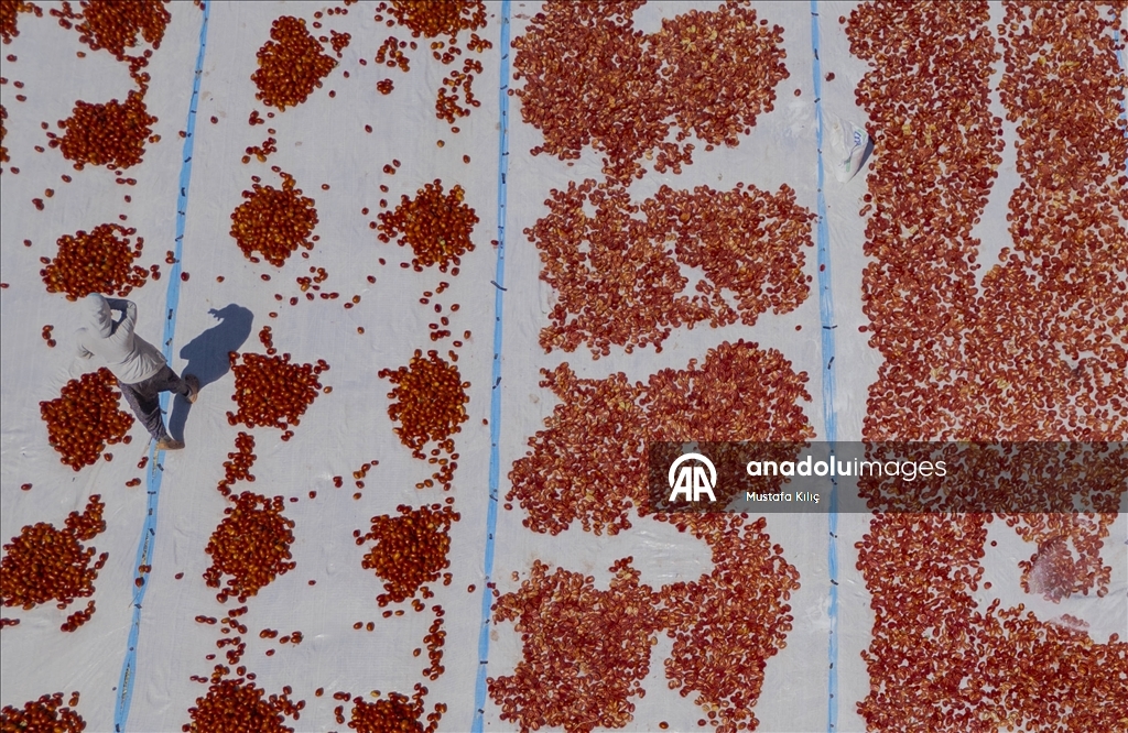 Karacadağ’da domates kurutma mesaisi