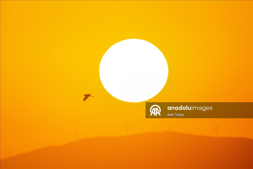 Balıkçıl kuşların sabah mesaisi