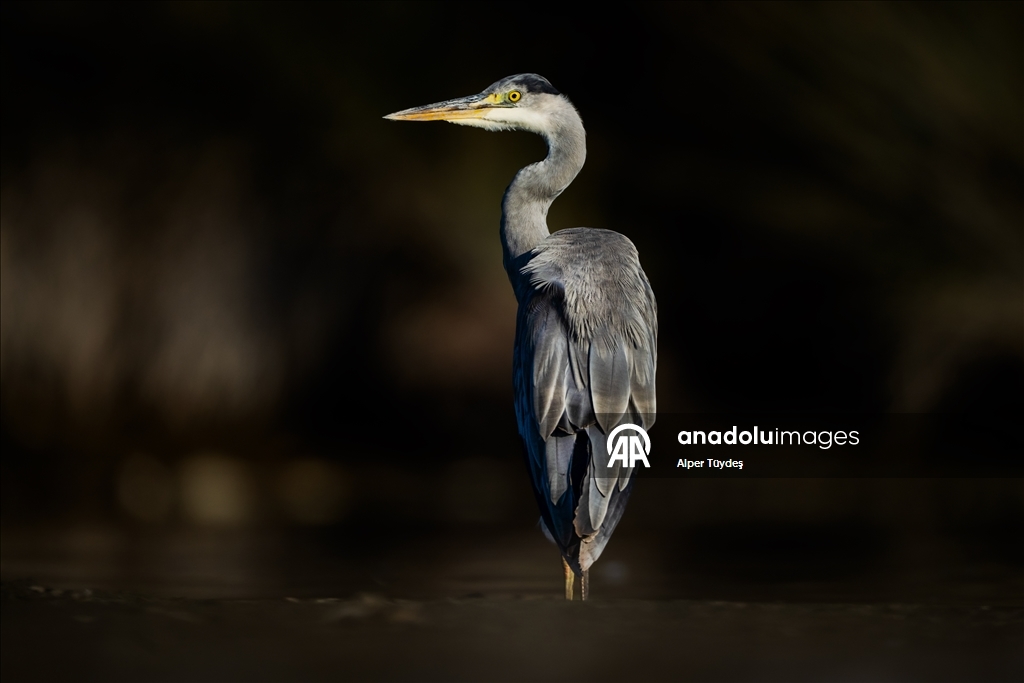 Balıkçıl kuşların sabah mesaisi