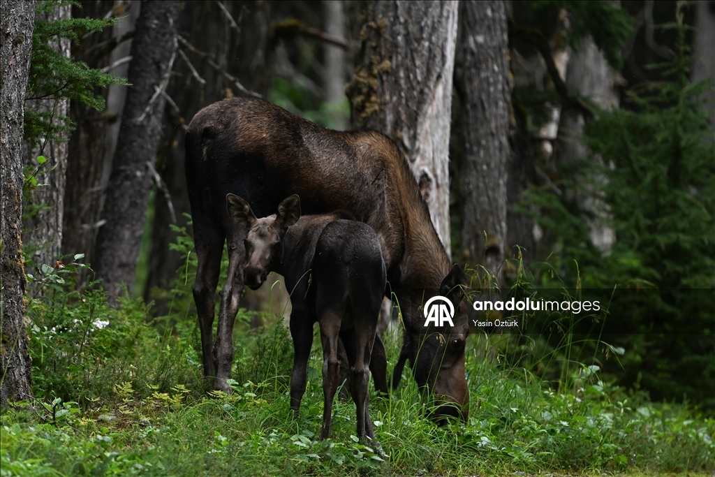 Alaska’nın Girdwood bölgesindeki Kanada geyikleri görüntülendi 