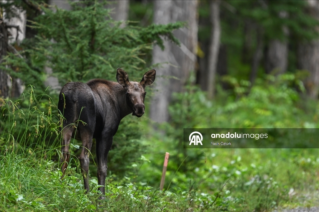 Alaska’nın Girdwood bölgesindeki Kanada geyikleri görüntülendi 